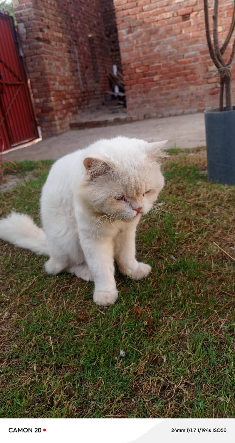 cat sell 1