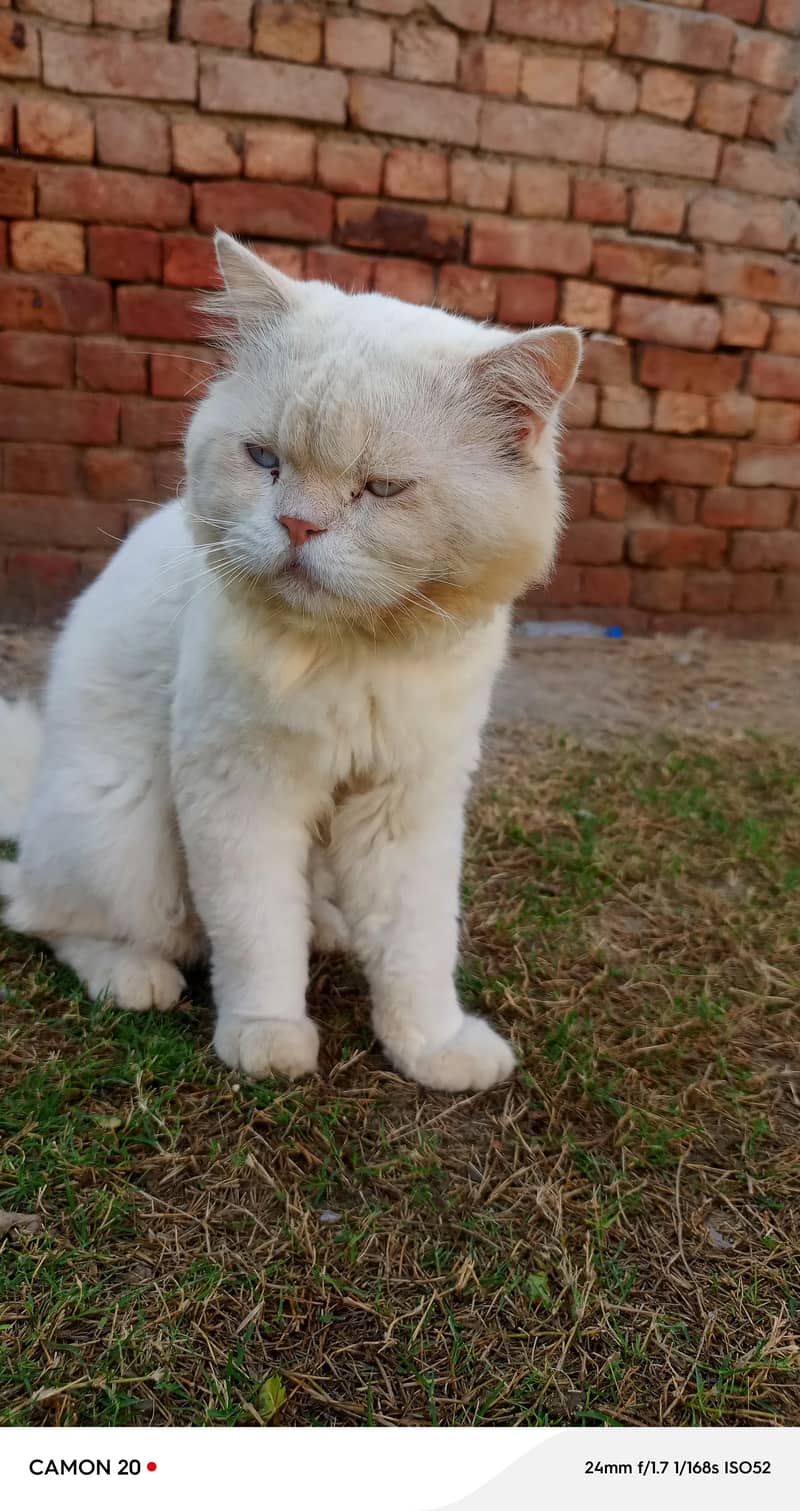 cat sell 2