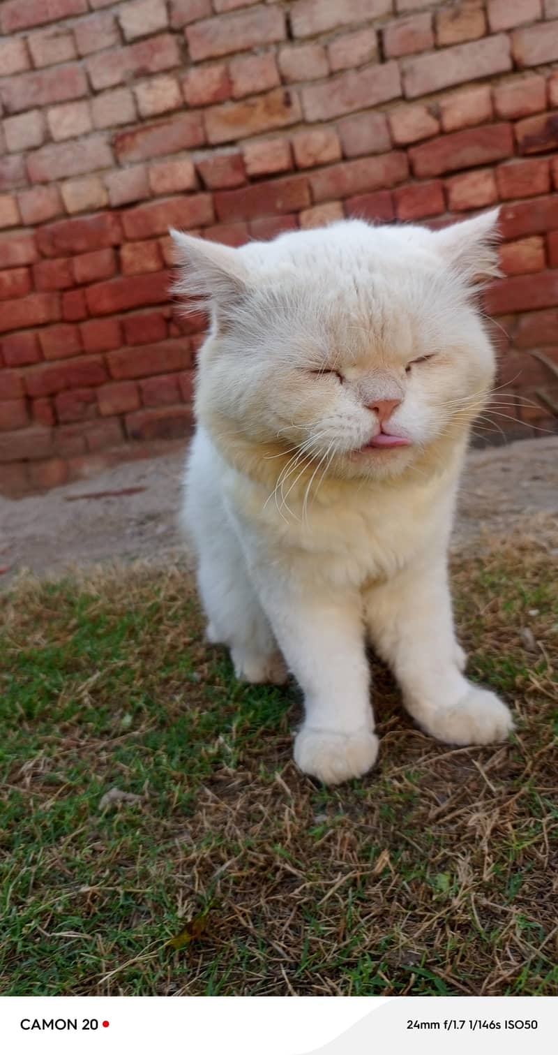 cat sell 3