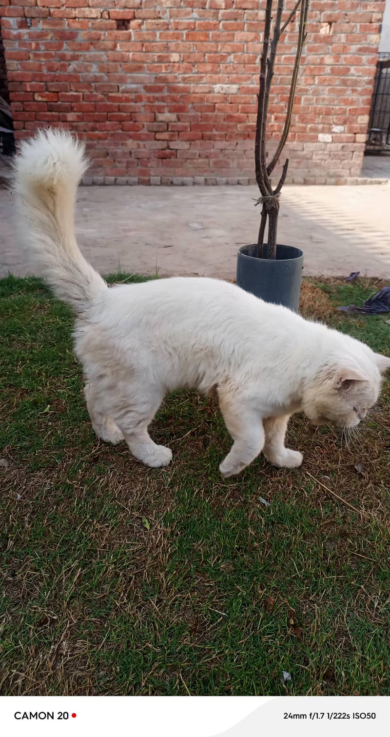 cat sell 4