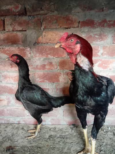 aseel paire for sale ha urgent