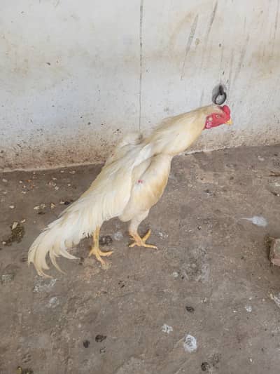 urgent sale