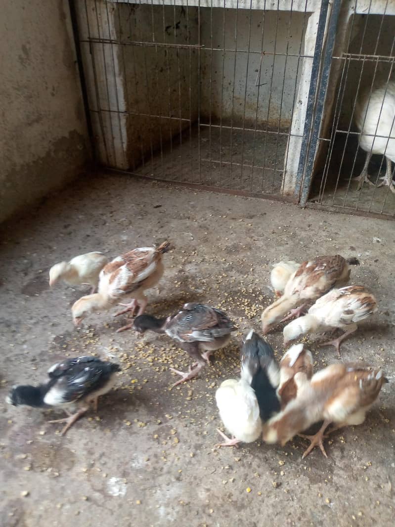 Quality Aseel Chicks 1
