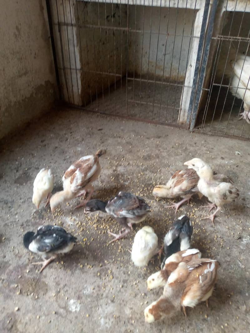 Quality Aseel Chicks 2
