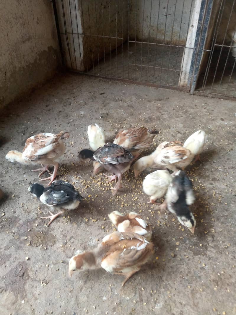Quality Aseel Chicks 3