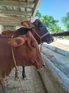 Sahiwal Nasal Cows - Asli