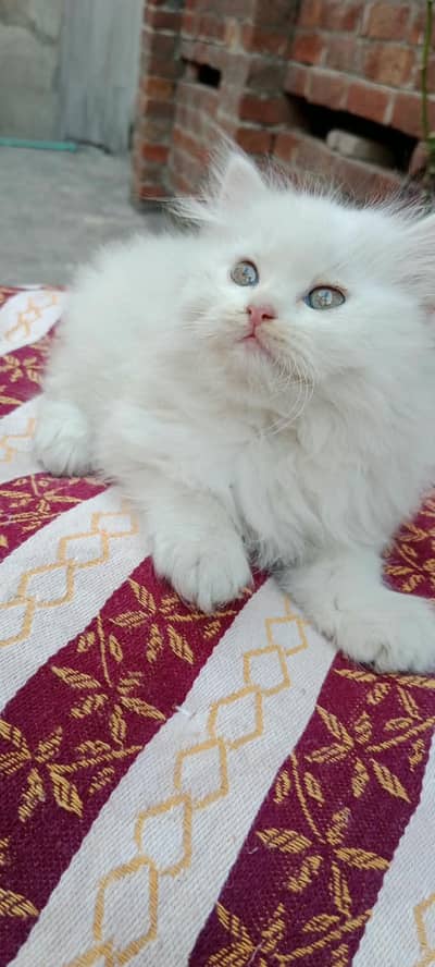 kitten Pure White