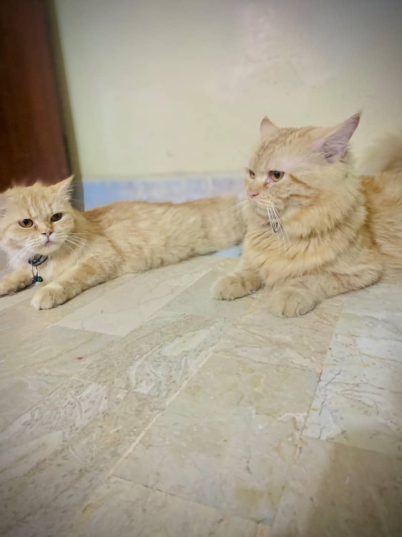2 persion both are orange 4