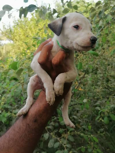 gultair male puppy
