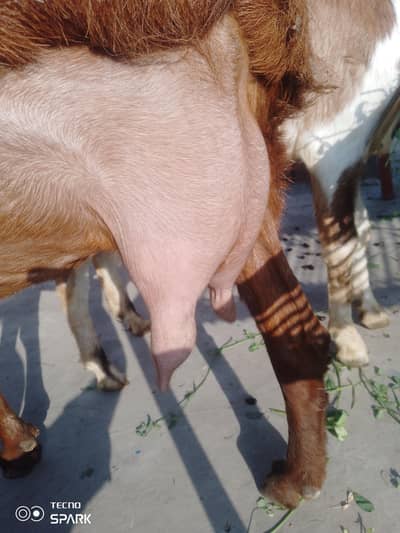 Desi bakri 4 mahene 10 din ki gaban hai