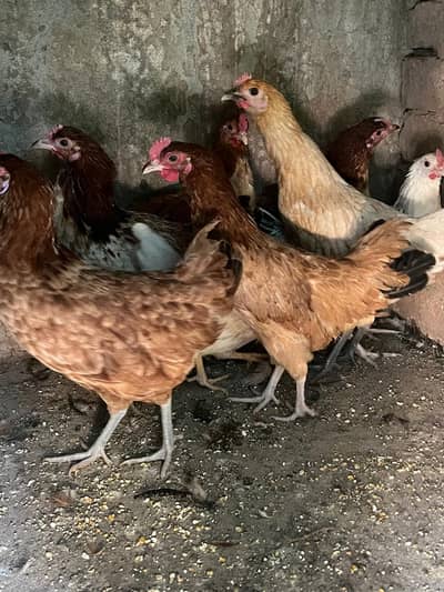 fresh 6 month ki golden misri egg lying stater 1000 garam weight