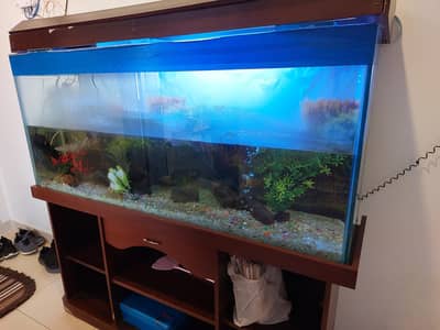 aquarium 6 feet