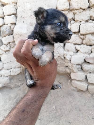 German shepherd female