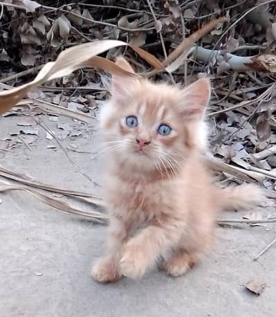 Persian Ginger kitten for Sale