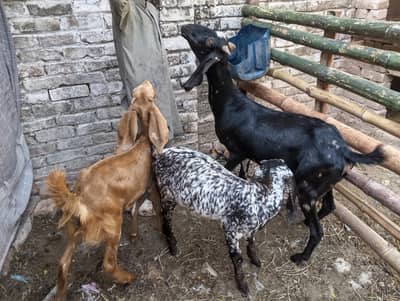 Masha Allah Bakri and 2bachy far sel 03469594391