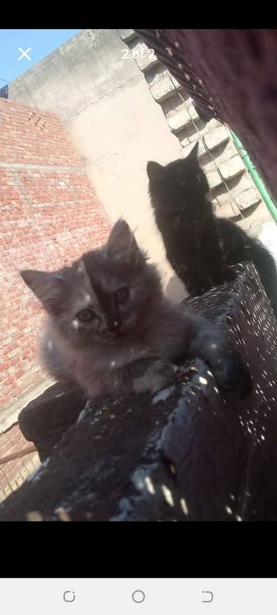 2same colour One black