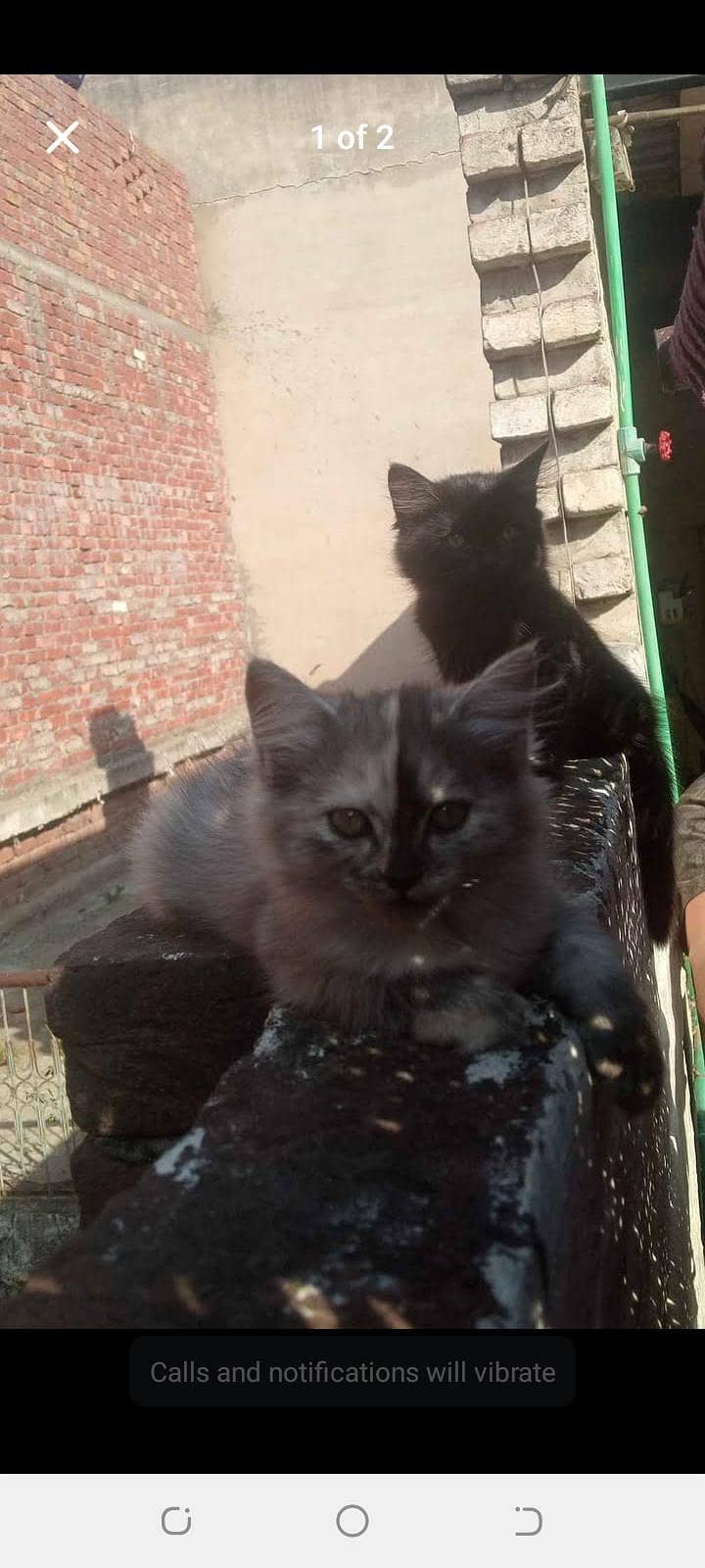 2same colour One black 1