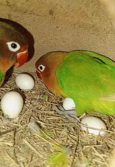 Pair of Lovebirds for Sale