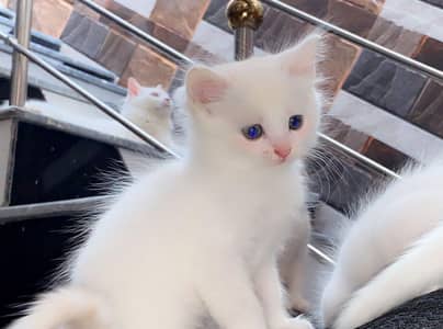 persian kittens for sale