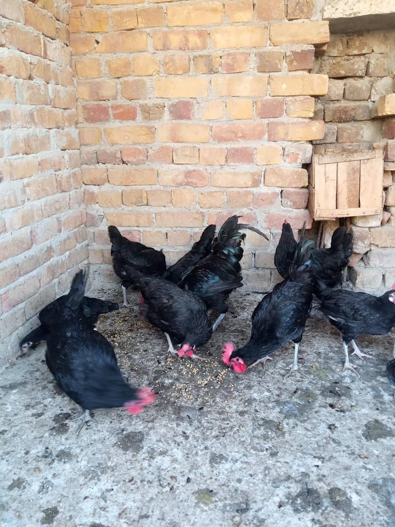 black austrlop 0