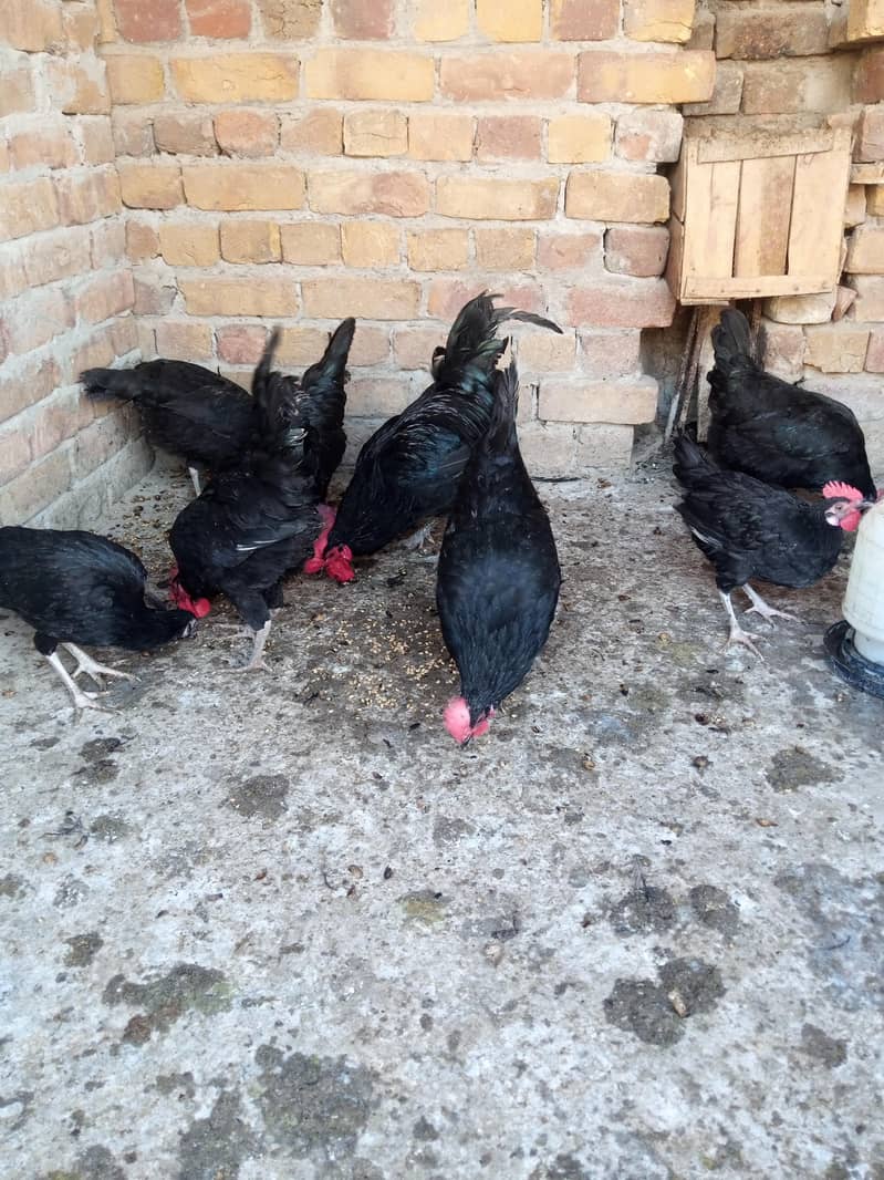 black austrlop 1