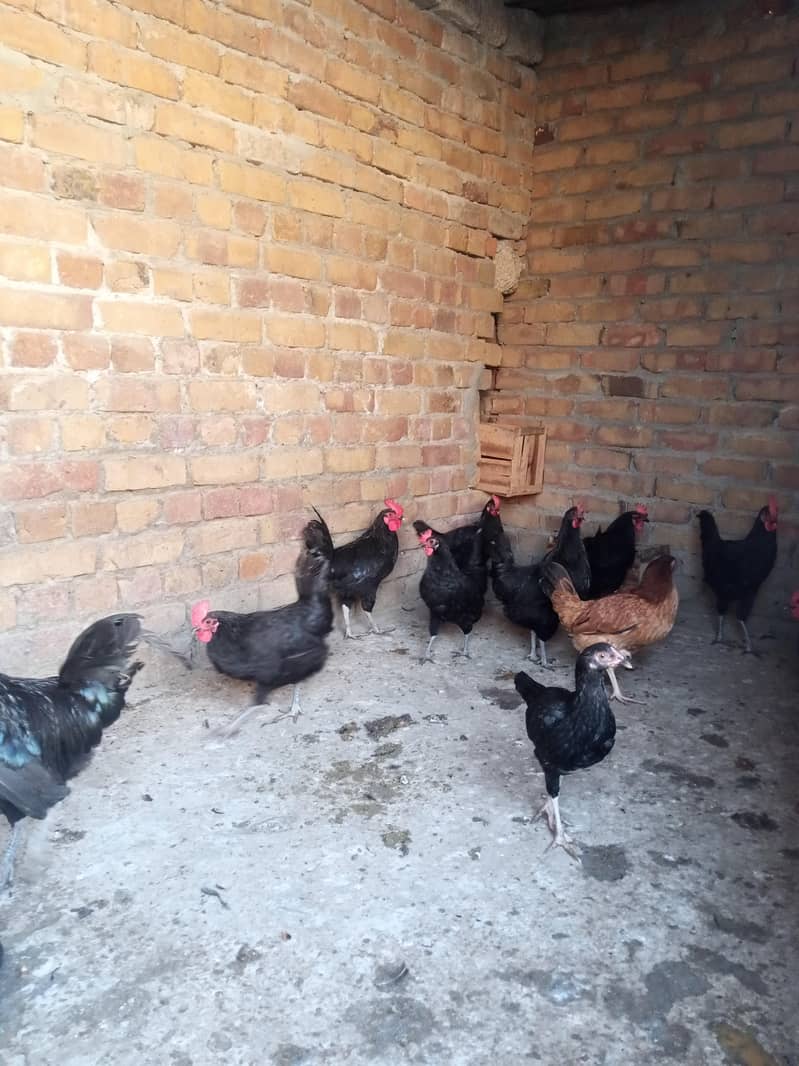 black austrlop 2
