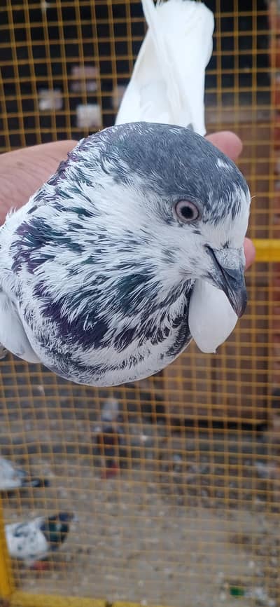 Sialkoti  Pegion Batera 03001007582