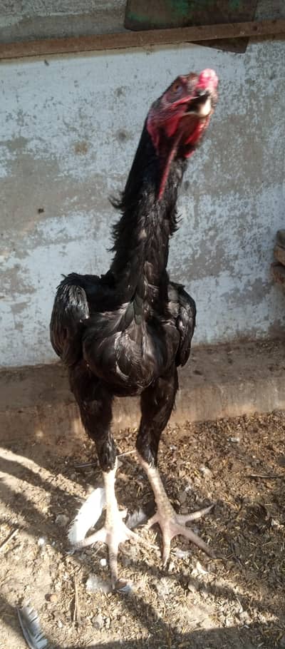 aseel murga for sale