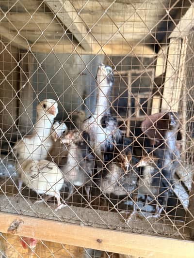 Aseel Chicks Mianwali breed