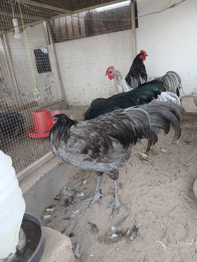 male australorp ava grey and splash