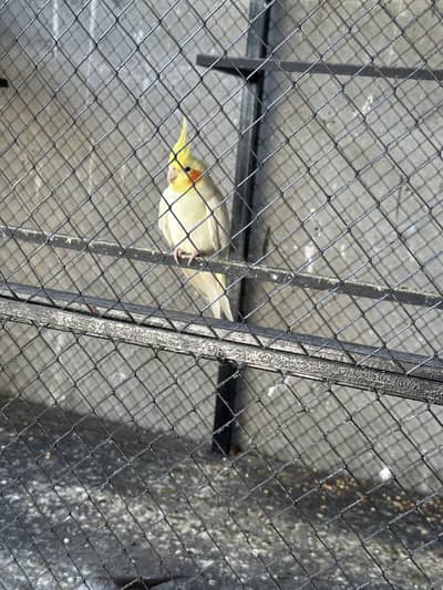 Cocktail pair for sale and cage
