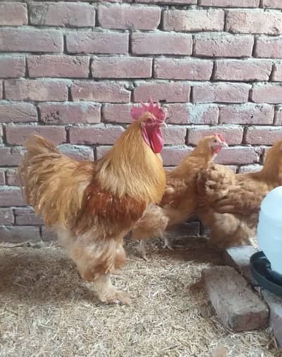 Golden Heavy Buff Eggs Available  fertility
