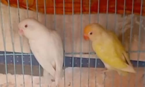love bird bonid piar
