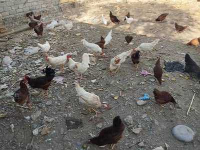 Roosters and hens for sale