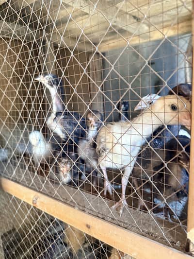 Mianwali Aseel Chicks Available