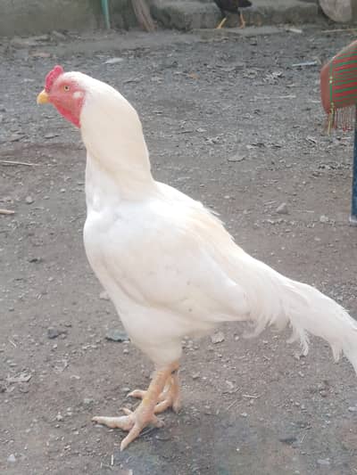 Heera Murgy/Murgi