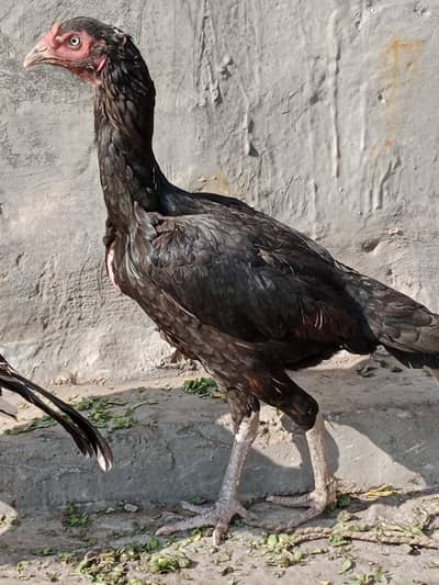 mianwali Sindhi