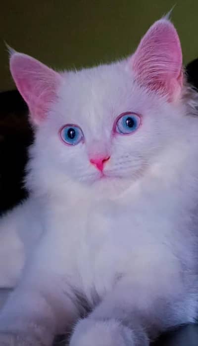 Persian Cat Pair (Odd-Eye Male & Blue-Eyed Female) Healty & Trained