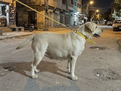 Labrador Breeder Female