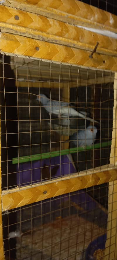 China Drove male and bajres For sale
