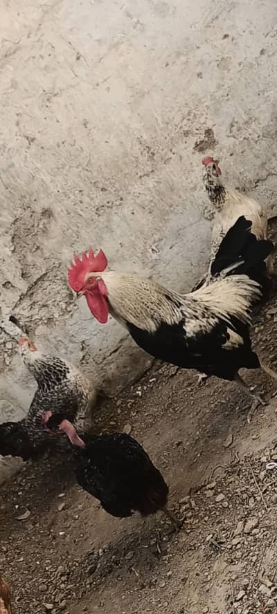 ande wali misri morgia urgent sale
