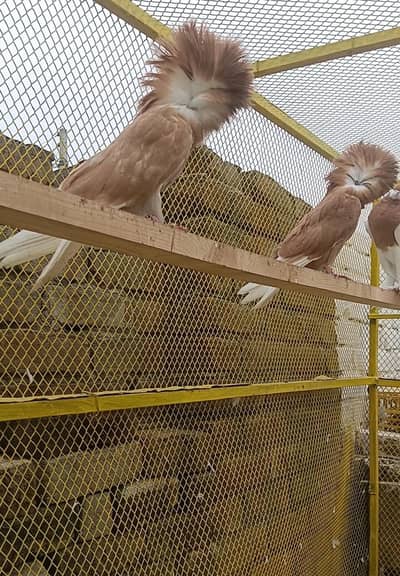 Jacobin breeder pairs  03055590340 whtsap