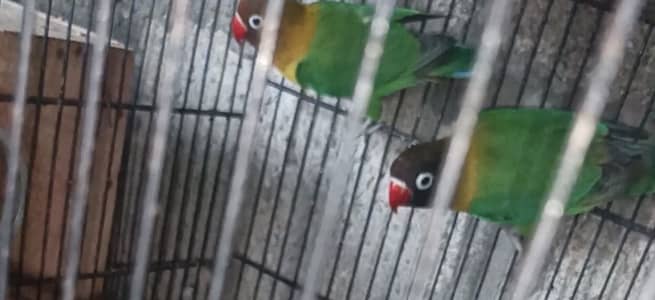 Lovebird Black Face Confirm Breeder pair with history
