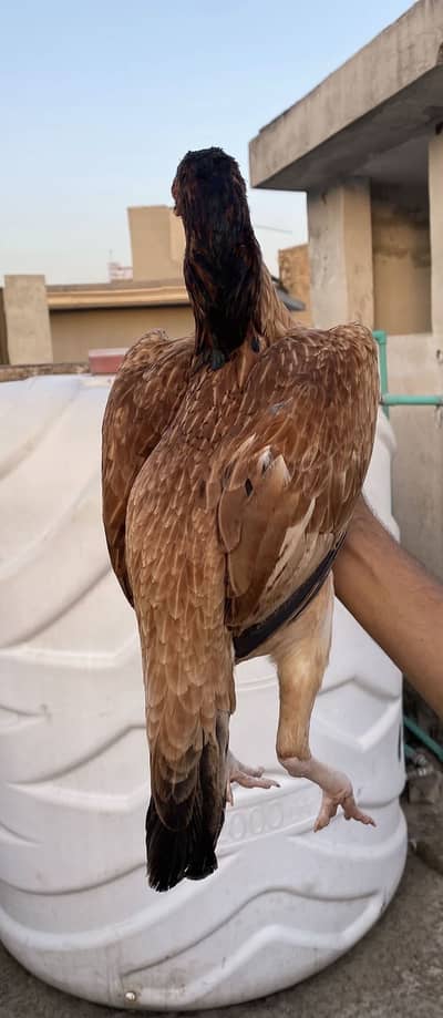 Ready to breed aseel madi for sale
