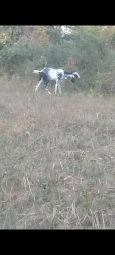ya makicheene Bakri ha 43 din ke crose ha