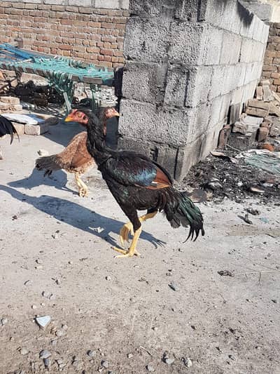 Aseel hens for sale