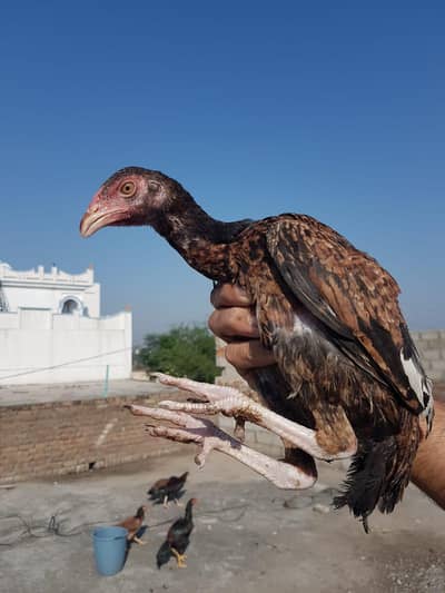 Aseel hens for sale