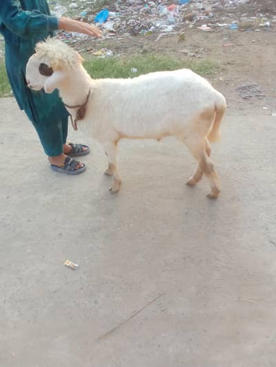 chatra for sale