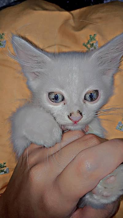 male kitten