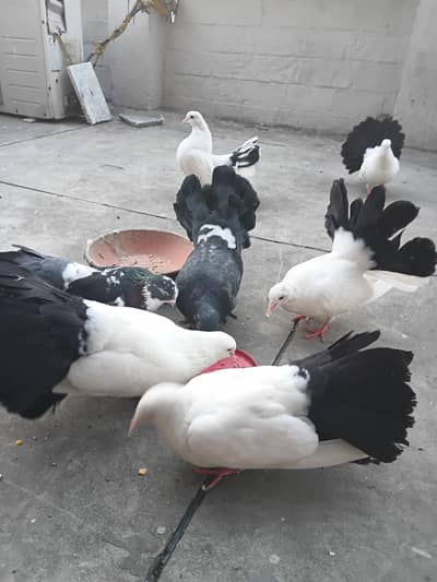 lakka pigeons for sale
